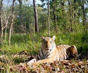 Royal Bangal Tiger at Bardia National Park Nepal Jungle Safari