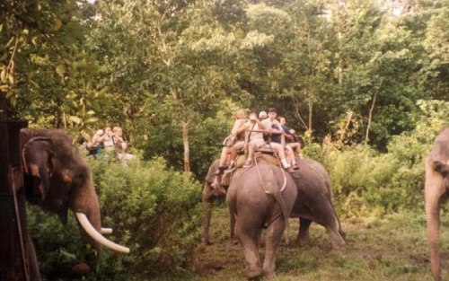 Jungle Safari in Chitwan National Park