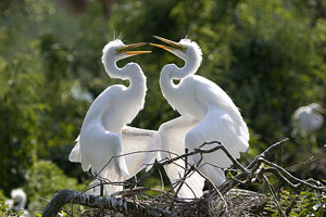 Bird Watching in Koshi Tappu Wildlife reserver, Jungle Safari in Nepal